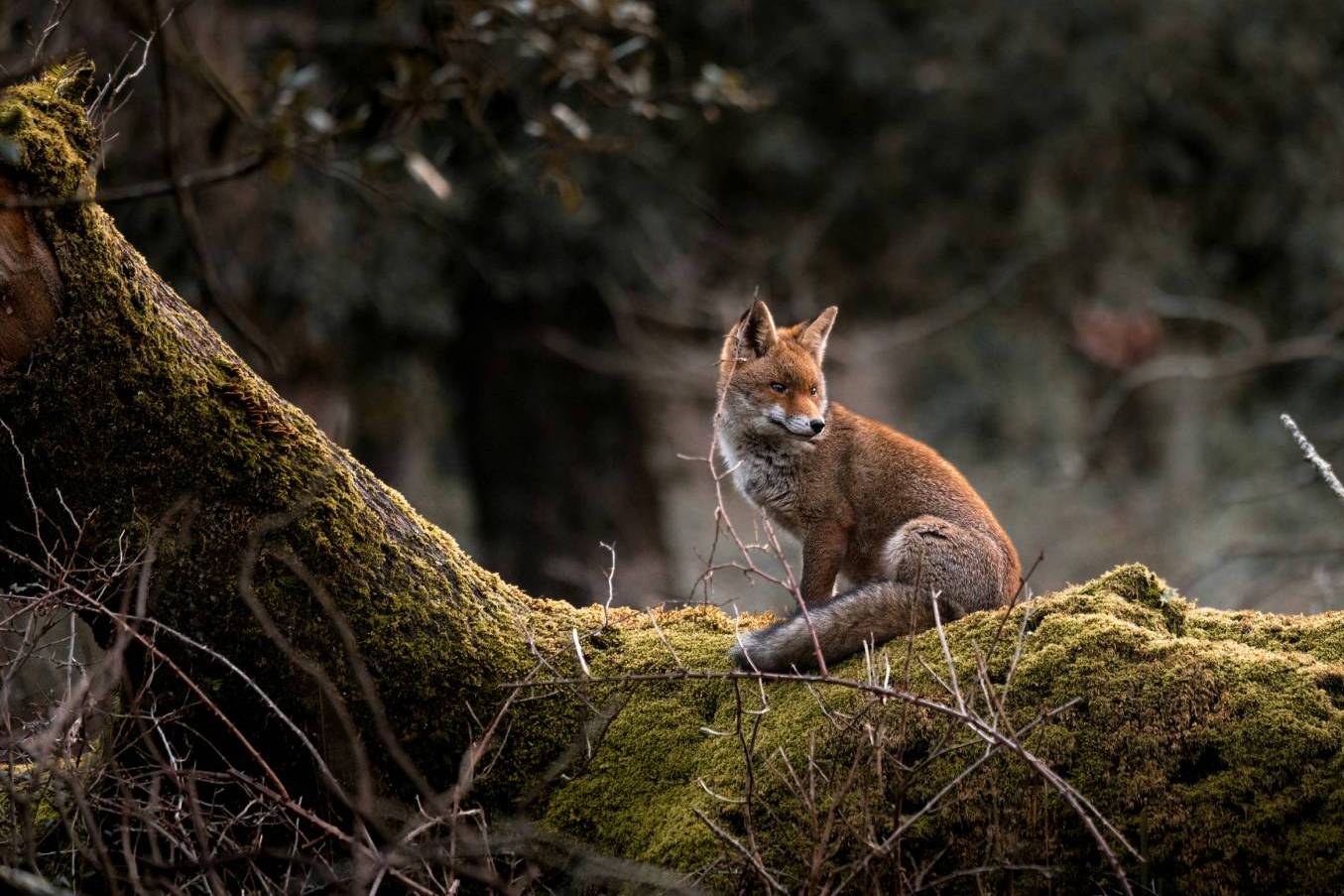 Renard
