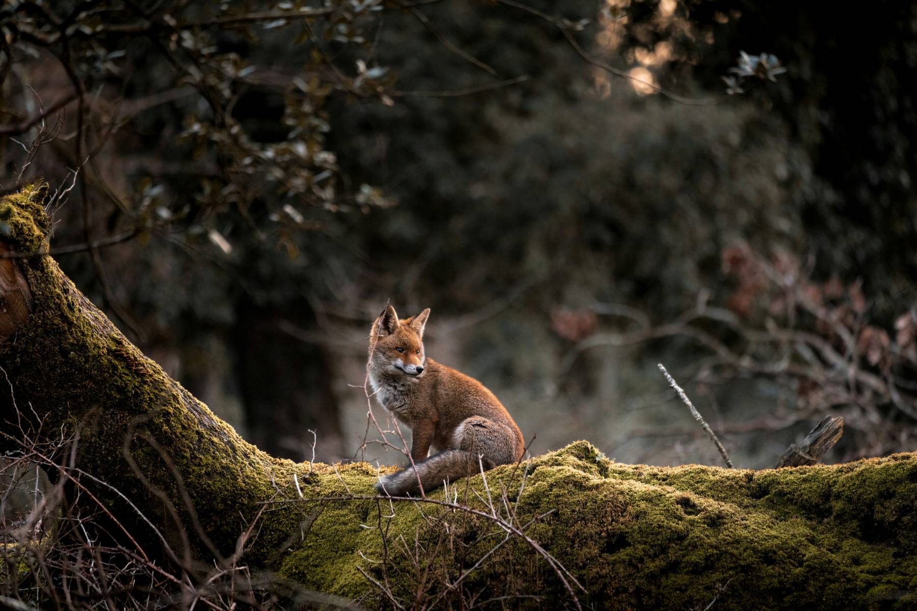 Renard